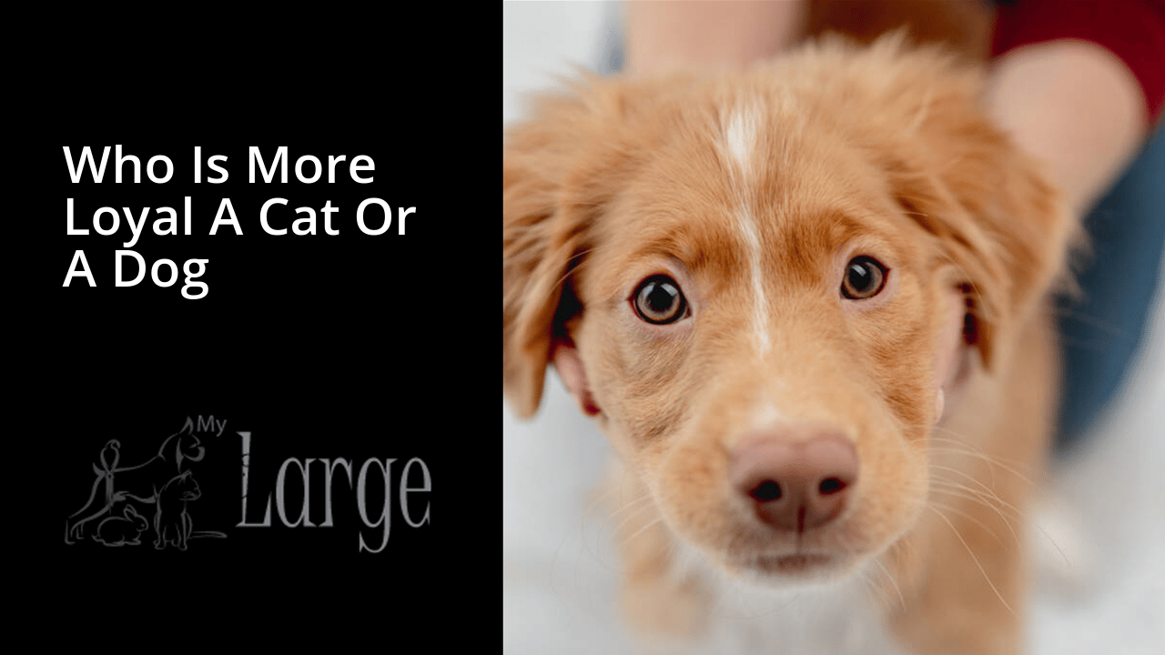 Are Cats More Loyal Than Dogs