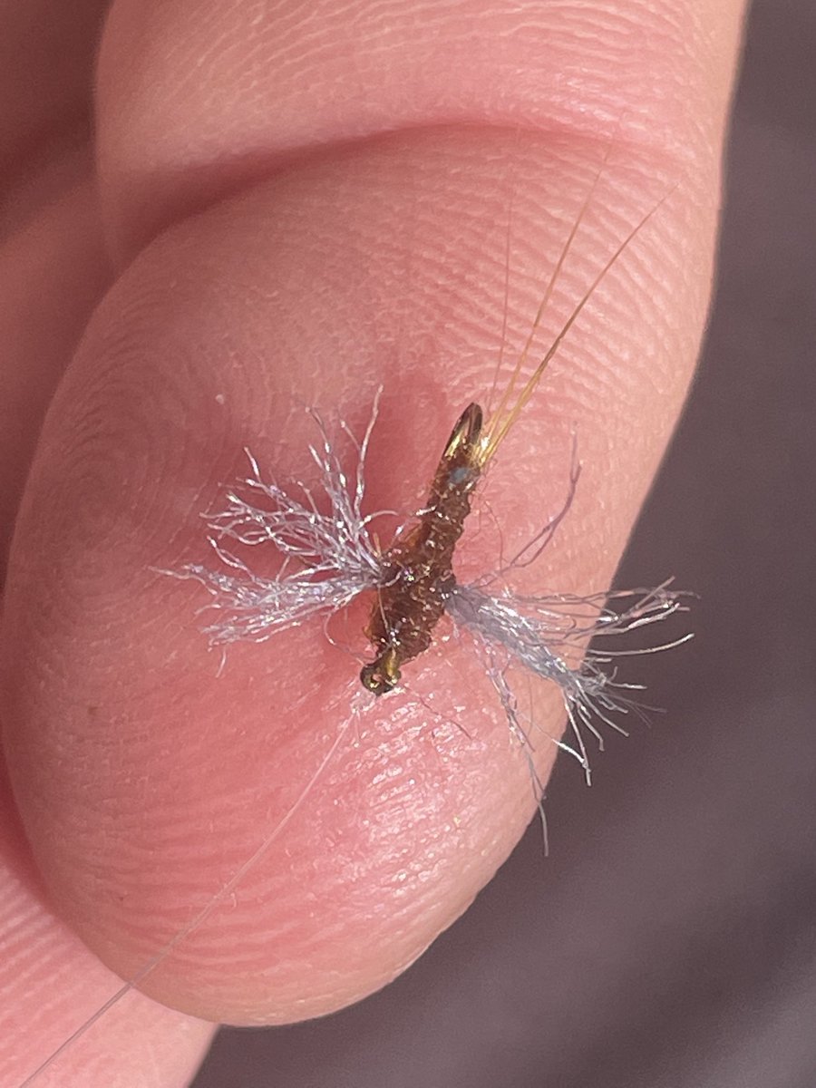 MattSupinski's tweet photo. #rustyspinner #mayflies https://t.co/iODvVJkqeZ https://t.co/AouIgAJkvD