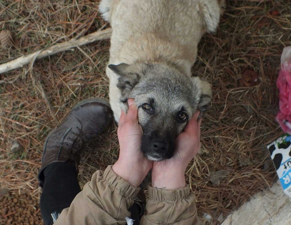 nalsignn's tweet photo. Her katil her istismarcı, bu pisliklerine ilk olarak hayvanlara zarar vererek başlar. Hayvanlara zarar veren, öldüren, öldürülmelerini savunan herkes potansiyel katildir. Aksini savunan da bunlara çanak tutandır.

#AtvÖzürDile https://t.co/haYyVWVJm6