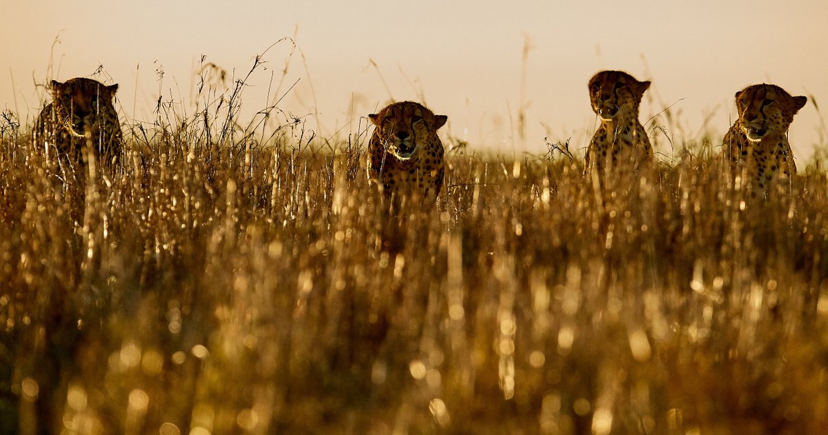 4 of the 5 brothers hunting in the last light of the day, looked as though they were hunting zebra but they caught a baby Eland right in front of us. Cheetah taking Eland is not really credible but only 1 did the hunting while the other 4 caused confusion