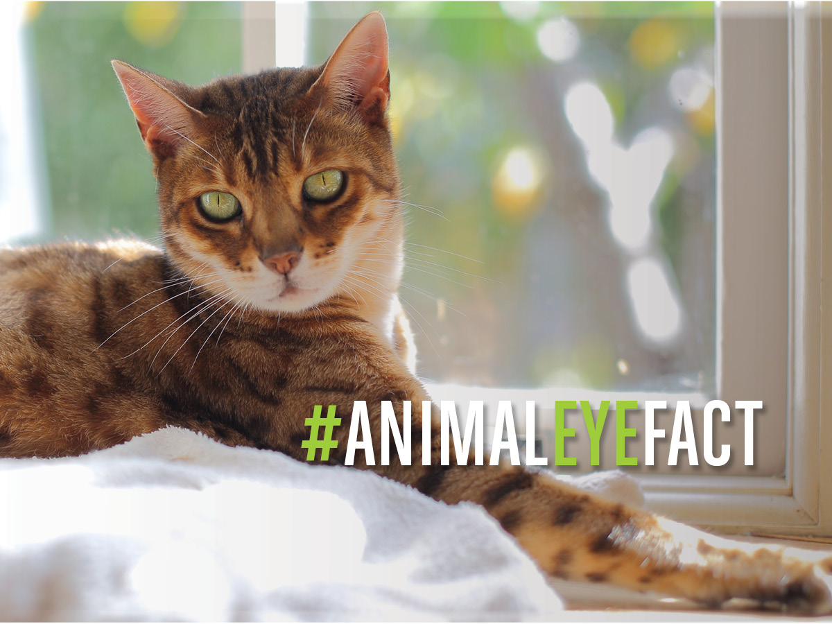 #dyk Cats eyes have almost 285 degrees of sight in 3 dimensions. This is the ideal peripheral vision for hunting.