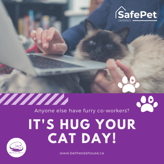 BethesdaHouseON's tweet photo. Anyone else have a furry co-worker? 😻

#Caturday #BethesdaHouse #OntarioShelter #WomansShelter 
 #Bowmanville #Clarington #DurhamRegion #LoveShouldntHurt #PetsAreFamily #PetFriendly #SafeSpace #PetsAreFamilyToo #PetsOfInstagram #SafePet #SafePetOntario #CatFriendly https://t.co/Z5xjyNcCaY