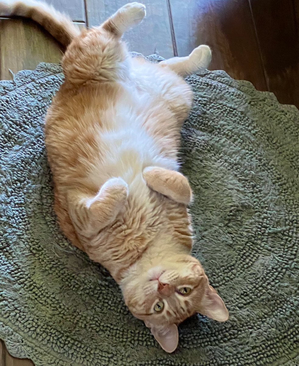 An orange cat is belly up on a round rug
