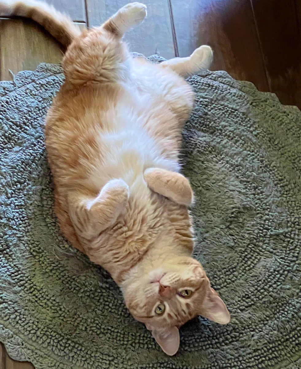 An orange cat is belly up on a round rug