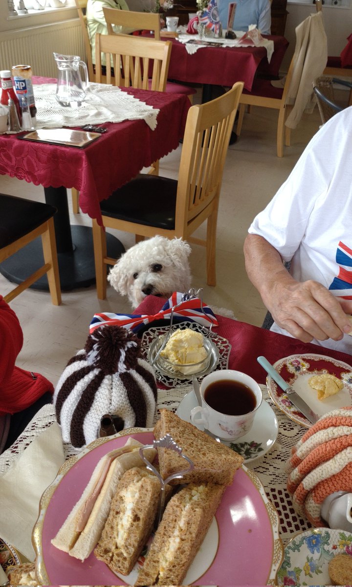 LollyGrey3's tweet photo. Platnum joobly thing today. I had me Jack collar on! My mate did begging at the table 😂 https://t.co/w80qKqhCTX