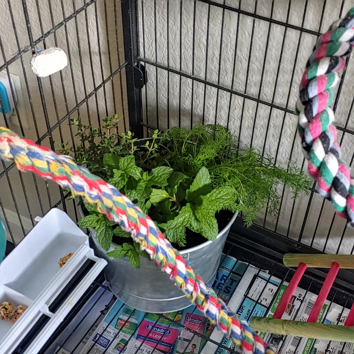 Today in 1000 ways to procrastinate:

My birds now have their own mini herb garden.