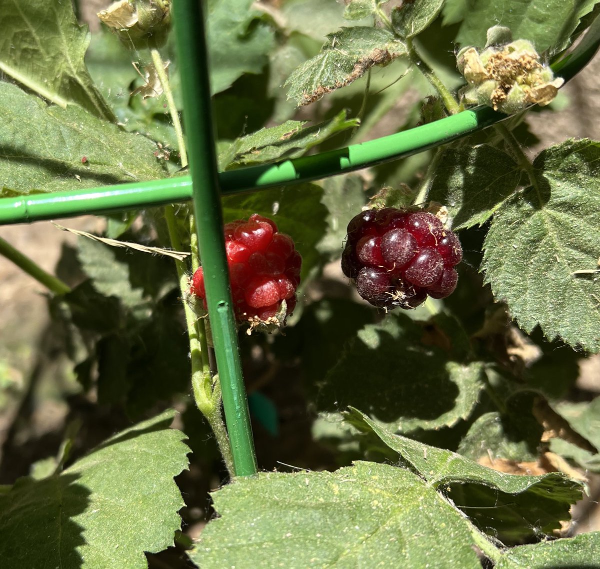 mmcconl's tweet photo. Picked up a Boysenberry plant @knotts a few weeks ago and planted it at the house. The one on the right is ready, I think. Just need a few more to make a pie! https://t.co/kQSSTUBonF