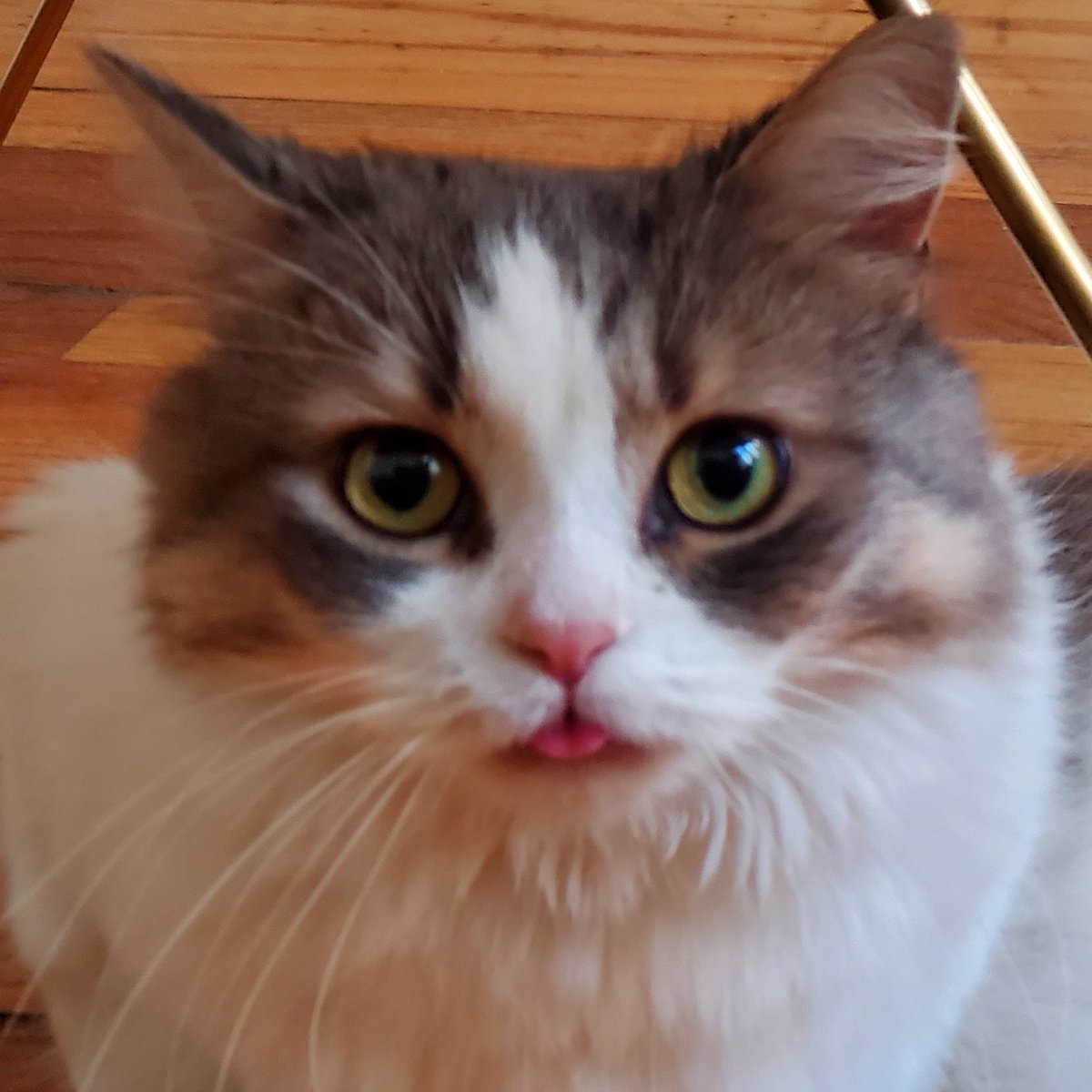 MteaFloof's tweet photo. Why are you laughing 😛 at me?
💌 https://t.co/WRbX3oHvNV

#ImaFloof #imsodumb #tounge 
 #NewProfilePic https://t.co/1BxtTZY6vB
