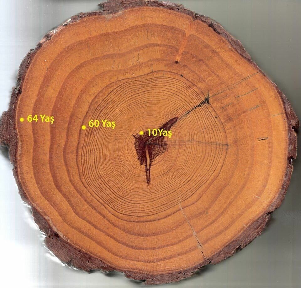 4 yılda 60 yıldan fazla gelişmiş. Neden olabilir? 🧐