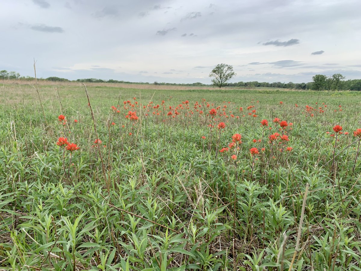 PowellGardens's tweet photo. Happy #NationalPrairieDay, garden friends! Celebrate by visiting Powell Gardens and walking through the Wildflower Meadow. ⛅🌼 (Powell Gardens is open T-Sn, 9 a.m. - 5 p.m. Purchase tickets online at https://t.co/vLhaYLkr31.)
#powellgardens #botanicalgarden #moconservation https://t.co/Ac6UP6oKtp