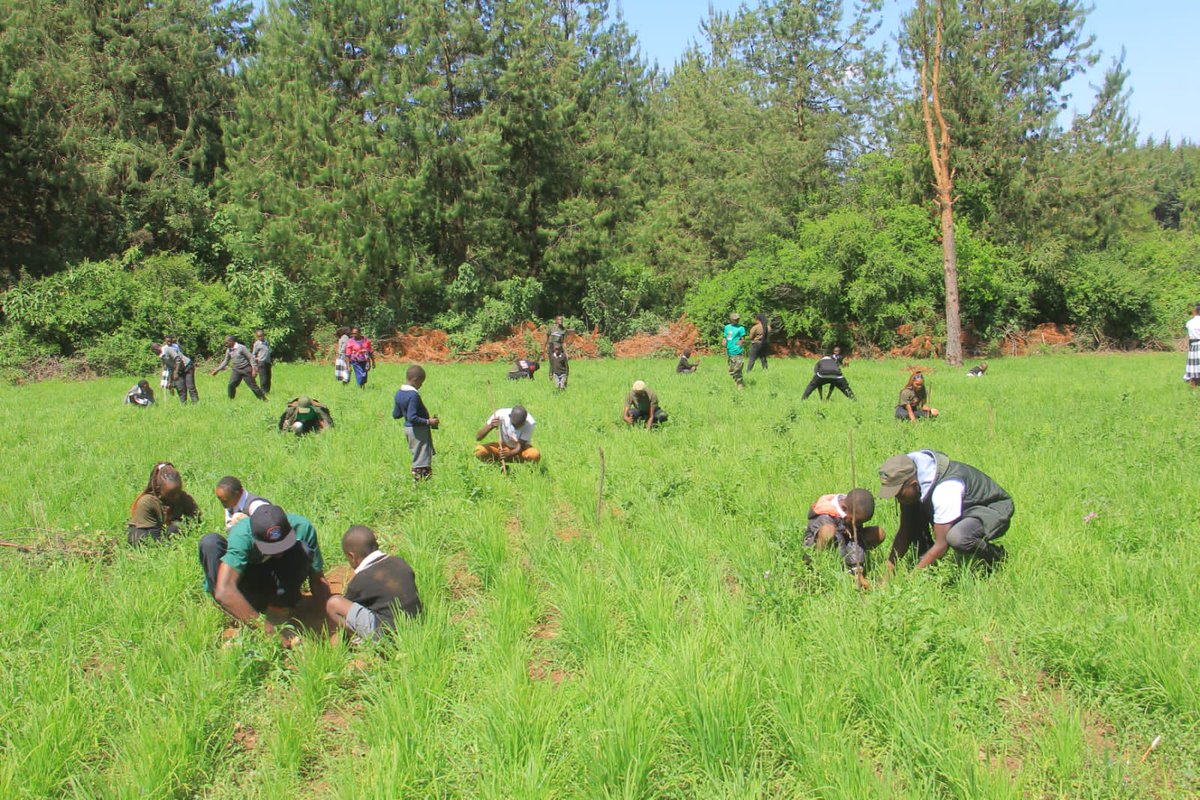 Karasinga3's tweet photo. Early world environment day in advance ... planting trees and taking care of the earth is the key.Thanks to @PeaceAmbsKenya and @Dedankm ....
 @evakimathi
@KeForestService,
@AfricaGreens
 @KeEquityBank 
 @kdfinfo
 @CKL
#Trees4life
#1MTrees4Teddy.
#DKFNAKURU
#Trees4betterlife https://t.co/xQZZRliSoG