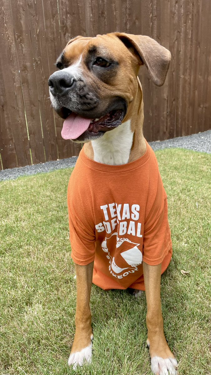 BlueSkies78757's tweet photo. Let’s go @TexasSoftball. Maggie’s cheering for you!!🤘🏼

#HookEm | #WCWS https://t.co/LjDSnogJGC