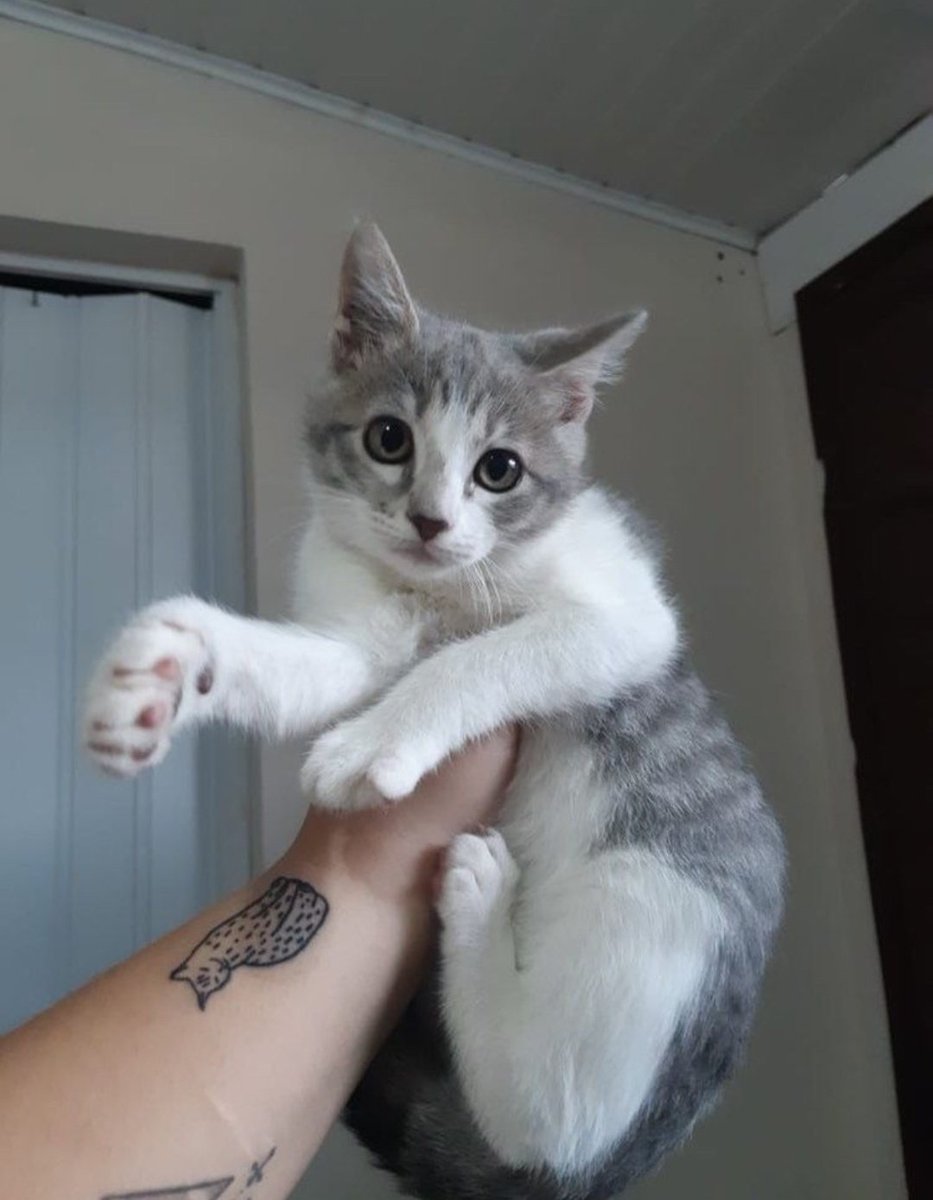 gi tezoni #ASRPG tweet media