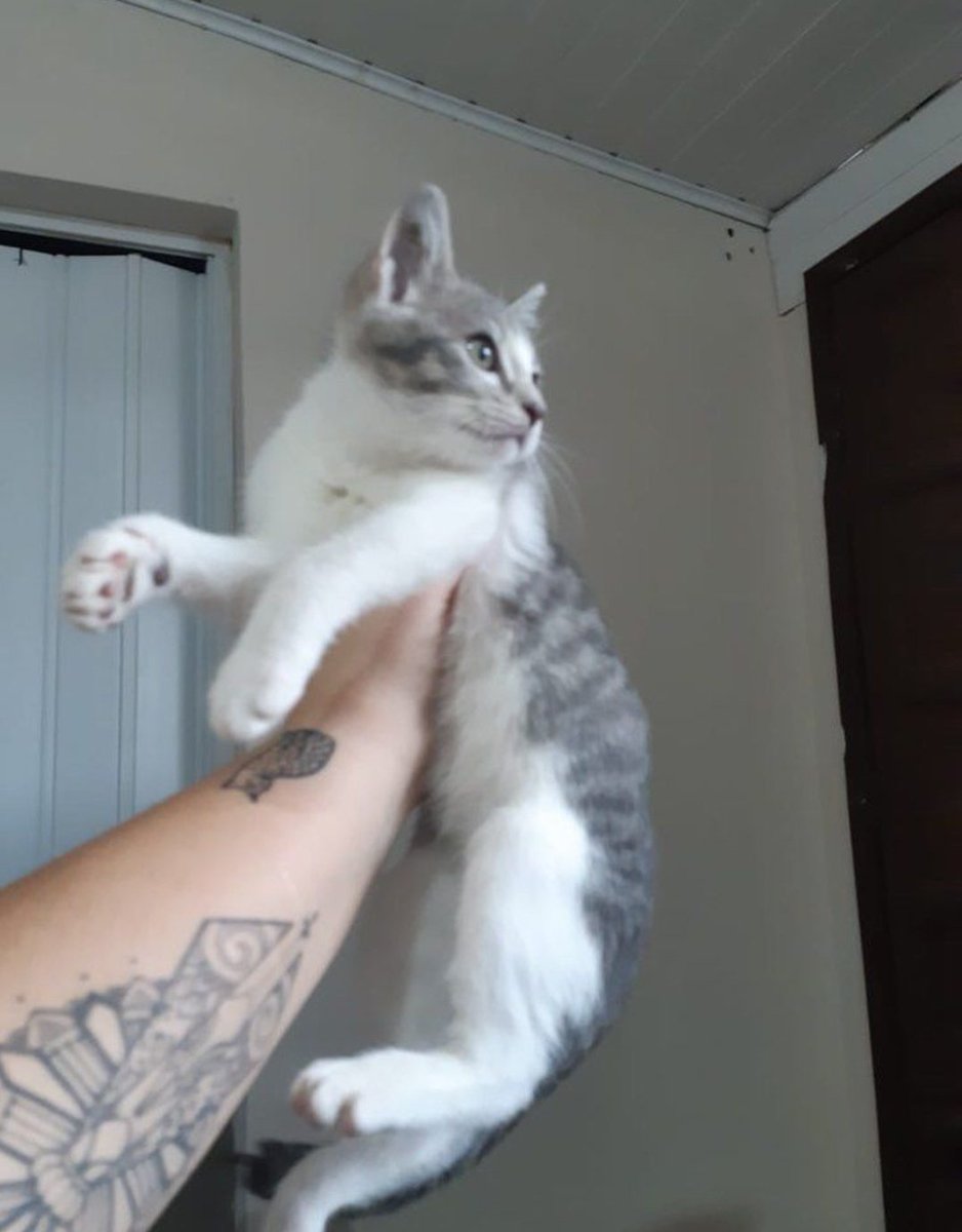 gi tezoni #ASRPG tweet media