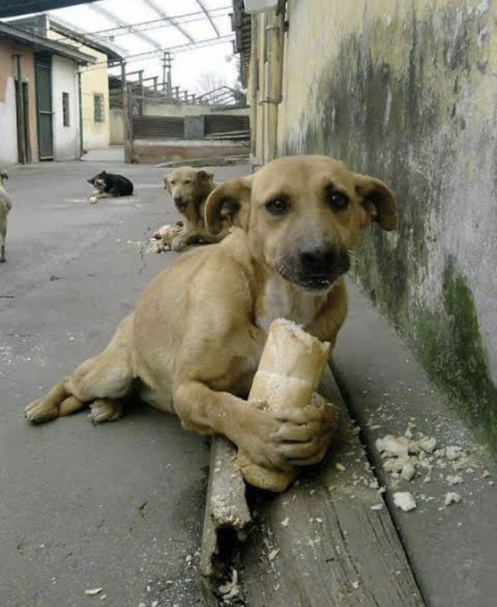 Ben size Allah’dan korkunuz, hayvanları incitmeyiniz, rahatlarını bozmayınız demiyor muyum? Hz. Muhammed
#atvözürdile