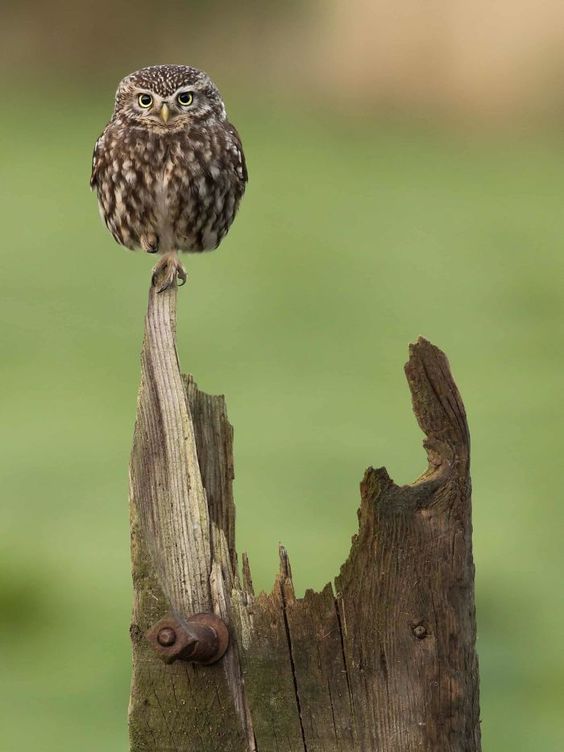 Your owl for tonight!
#photos #photography #birds #Owl
