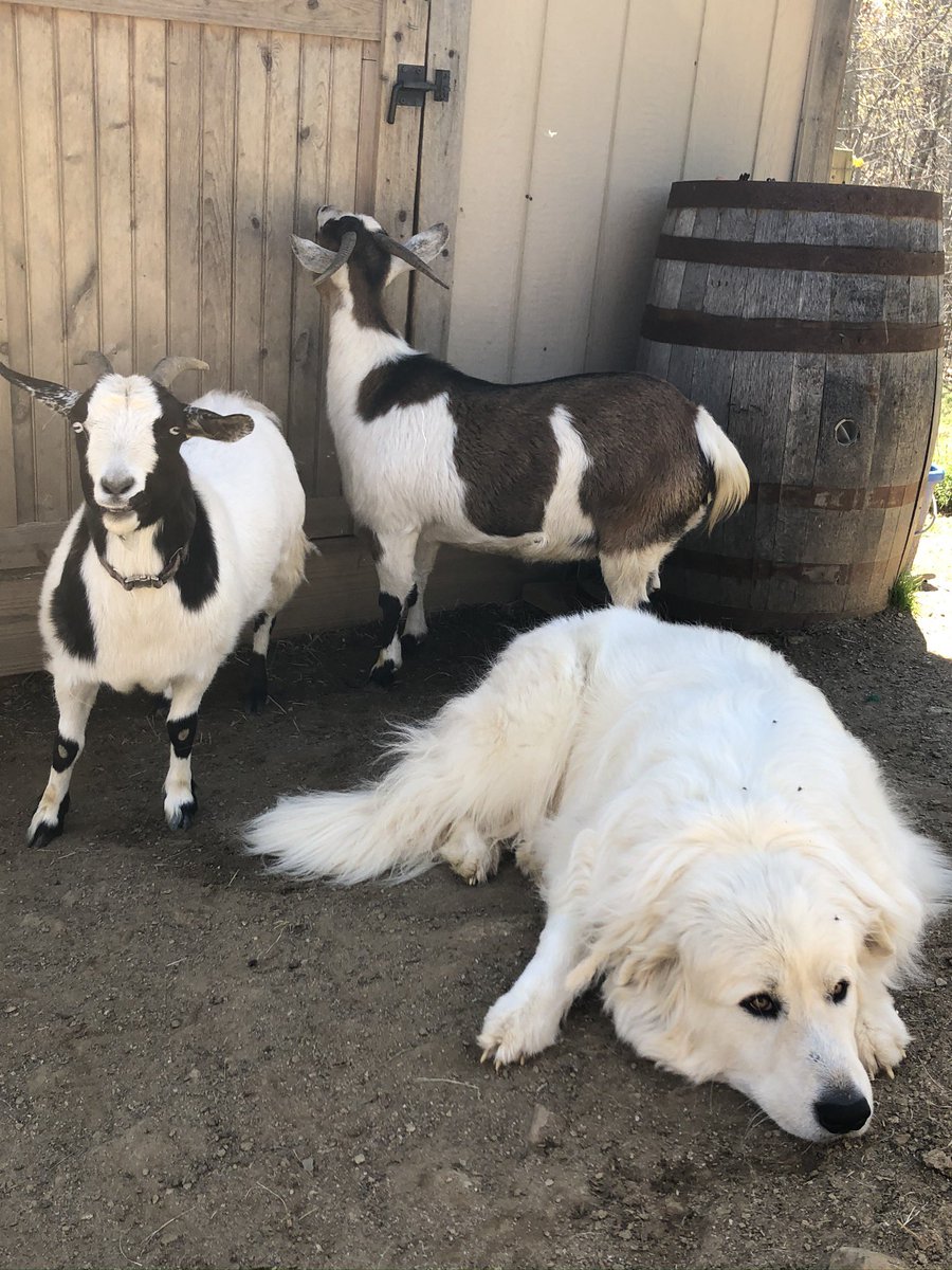 FaintingGoatGA's tweet photo. Just another day of goat’n around #faintinggoats #faintinggoatvineyards #wines #vineyard #vineyardlife https://t.co/T5XHzGNDnO