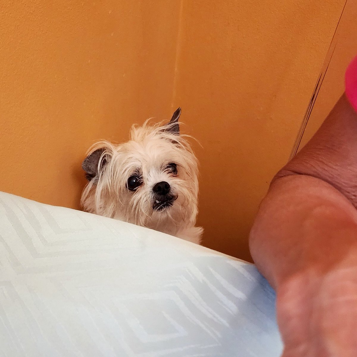 funaek's tweet photo. Cousin Annie begging from the one most likely to give her food. My mom. #cousinannie #notapug https://t.co/ZbTMknlEZI