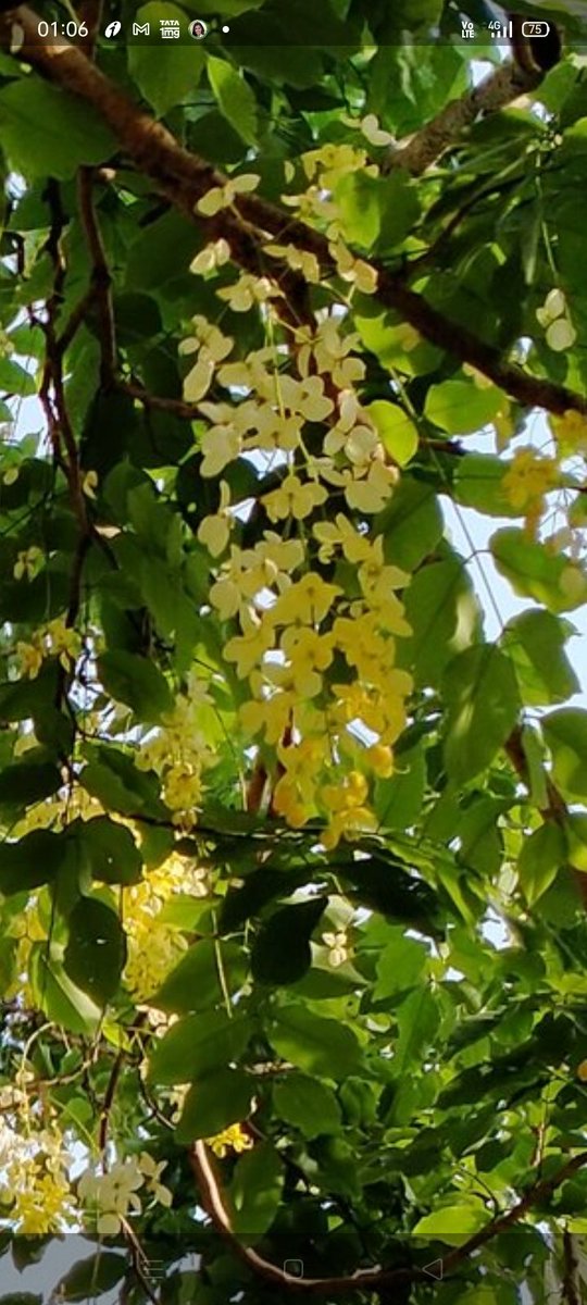 radha763's tweet photo. Looks like a painting  doesn't it ... Just the #Bahawa   #IndianLaburnum https://t.co/Ut5w4nFFrf