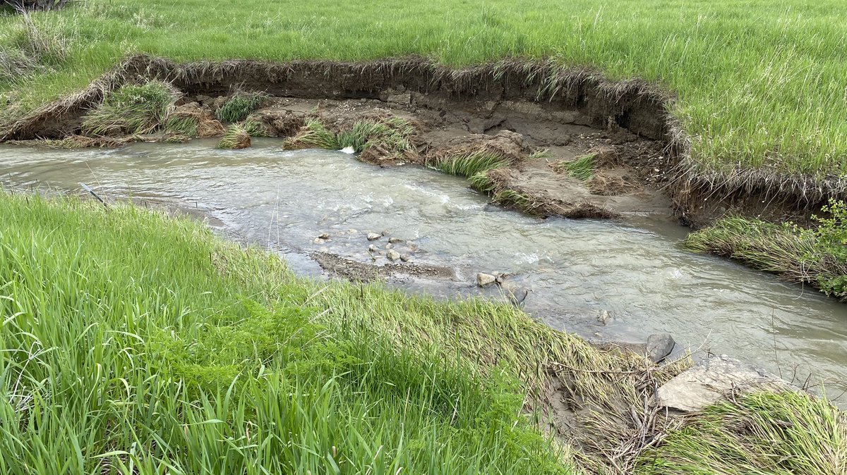 This stretch of creek hasn’t been grazed in years. Continuous grazing and loafing along creeks by livestock isn’t good but neither is this. I see more plant diversity and somewhat better bank stability on intermittently grazed creeks.