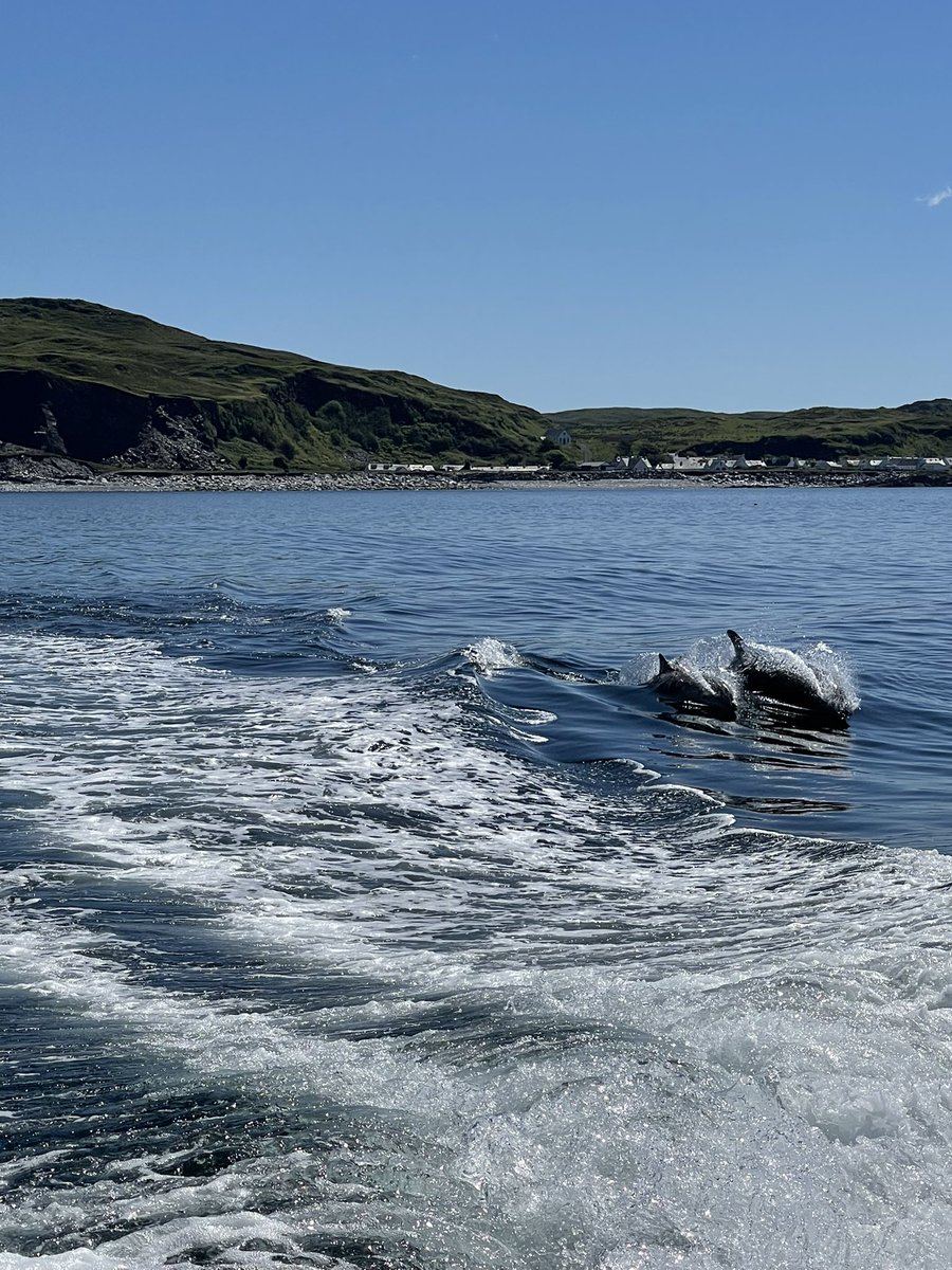 What a fantastic adventure 🤩 thank you for showing us the Scottish wildlife. Dolphins, Kinke Whale, Sea eagle and more @seafarioban