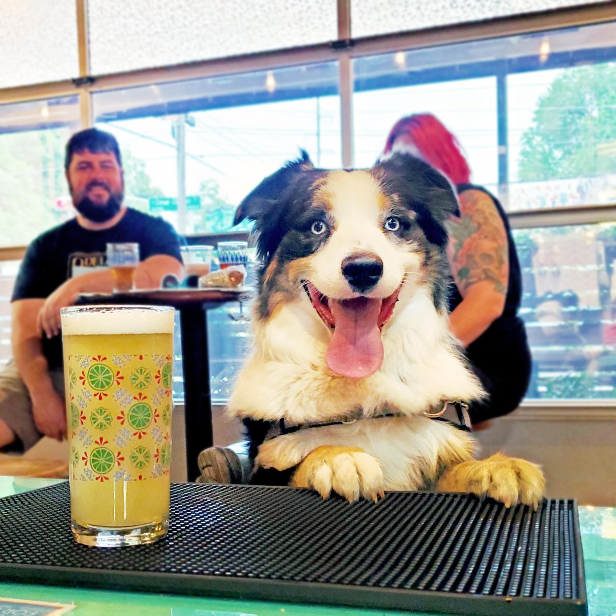 BlueOwlBrewing's tweet image. Full Disclosure 》We will ask to pet &amp;amp; take pictures of your pup! 

Fun Fact 》Dogs are allowed INSIDE our tasting room &amp;amp; on our patio! So you can both cool down during those high temp days while enjoying some #SourBeer.

#brewerydog #petfriendly #dogfriendlyatx #ATXCraftBeer
