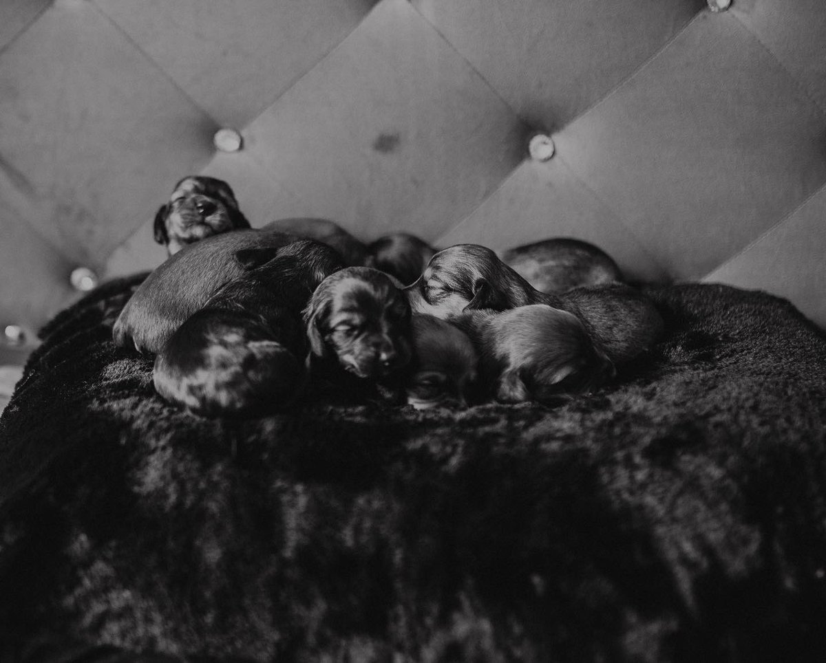 Sarasaurusrex_'s tweet photo. The best mama 🖤 https://t.co/q5smDB3VDr