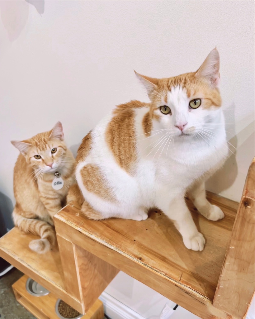 This mother-and-son pair showed up super shy after being rescued from the street, but they’ve come such a long way!

Now they would love to go to a forever home together!

ADOPTABLE LOCATION: LA ⁠

Meet these two by using the link below:⁠
⁠
L A: CrumbsandwhiskersLA.as.me