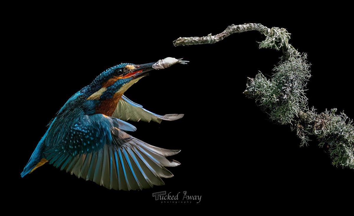 Tucked_Away_Photography tweet media