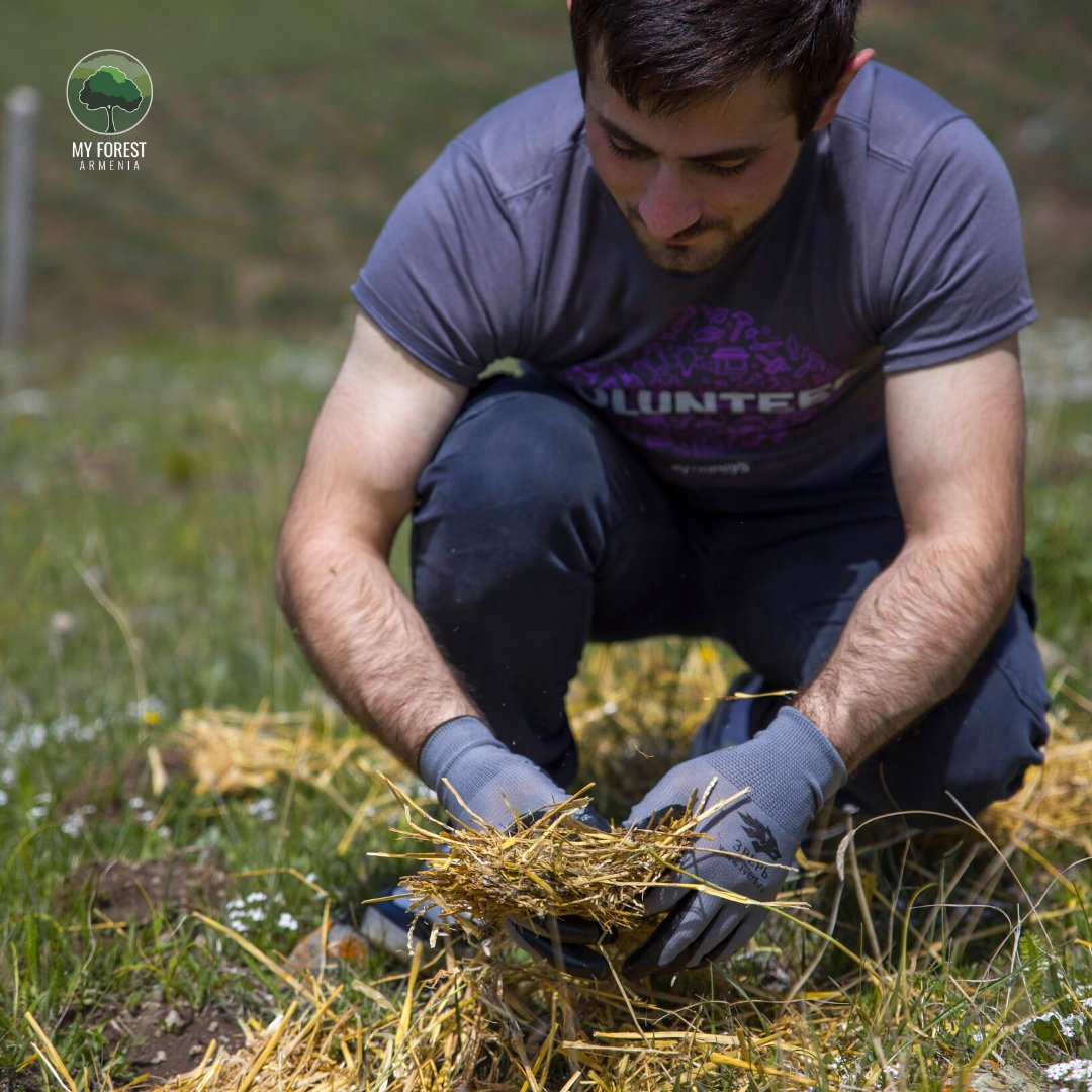 MyForestArmenia's tweet photo. On May 21, @SynopsysArmenia employees volunteered at our #Jrashen #afforestation area. The initiative was dedicated to #EarthDay, which this year was celebrated under the slogan "Invest in our Planet" ๐
#MyForestArmenia #PlantTreesForLife #SynopsysArmenia #Jrashen #mulching https://t.co/dnu1dDDNq7