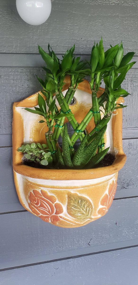 I made this arrangement with a flower pot we got in #mexico. Let's hope they like living next to each other. They are all native to different parts of the world. If only people could be so easy.