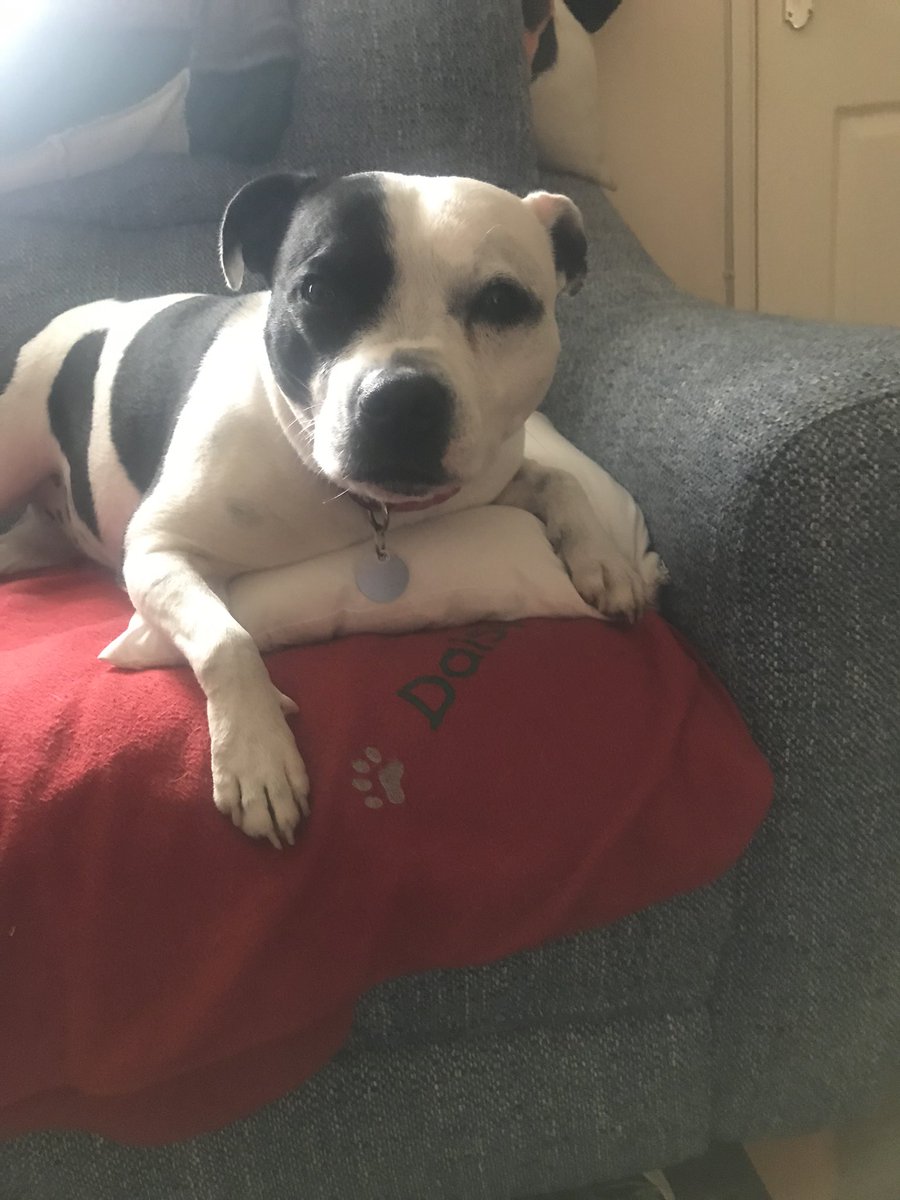 Making the most of #StaffieSaturday sitting on my cushion…on my blankie…on the sofa…like the princess that I am 😊👑 I hope you’re all having good weekends too! 🥰😘🌼 #dogsoftwitter