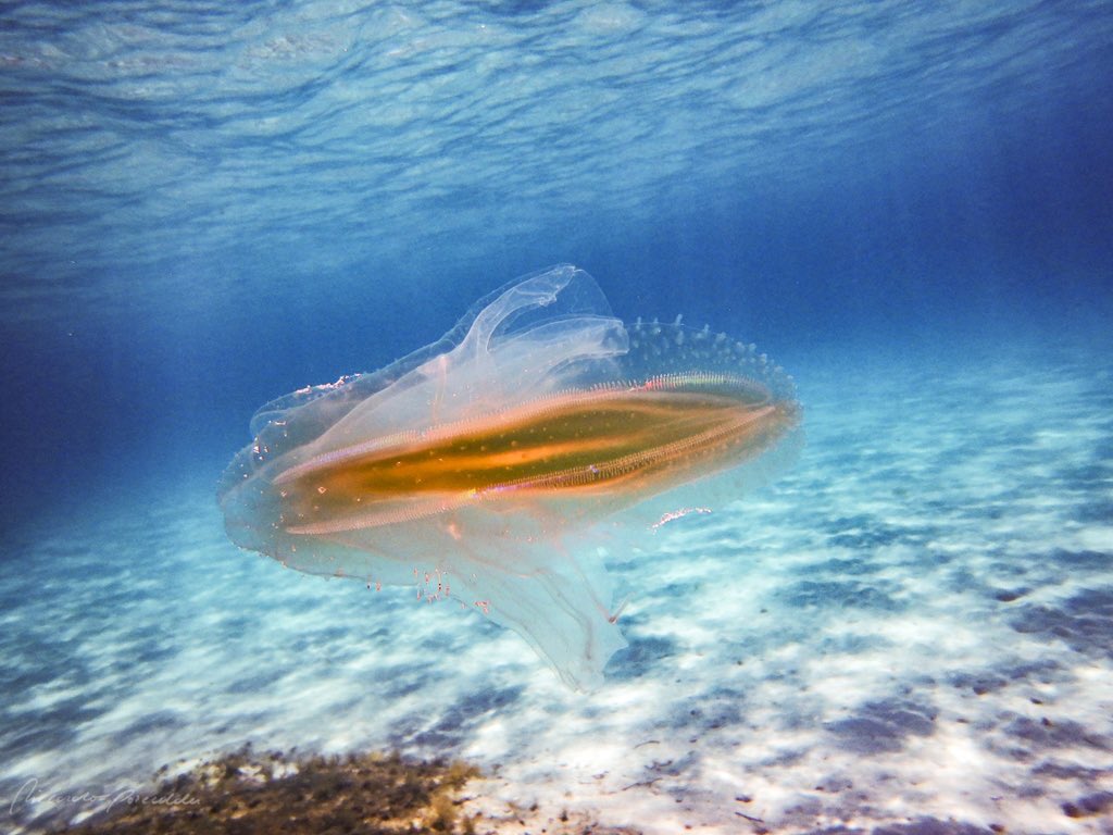 RiccardoPorced3's tweet photo. These days the Marine current drives #ctenophores towards the coast
#Leucothea multicornis , a real spaceship
Wish meet you at night, for a better #bioluminescence show
#dive #underwaterphotography #natgeoit #natgeo #natgeoyourshot #bbcearth #ampcapocarbonara #MarineBiology https://t.co/J6SdRPQKiB