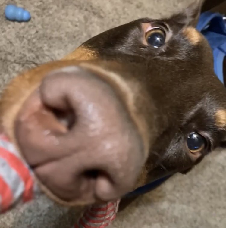 potato_two's tweet photo. I’m always going to want a doberman ❤️ https://t.co/oGs0EjgXiN