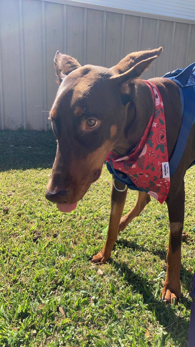 potato_two's tweet photo. I’m always going to want a doberman ❤️ https://t.co/oGs0EjgXiN