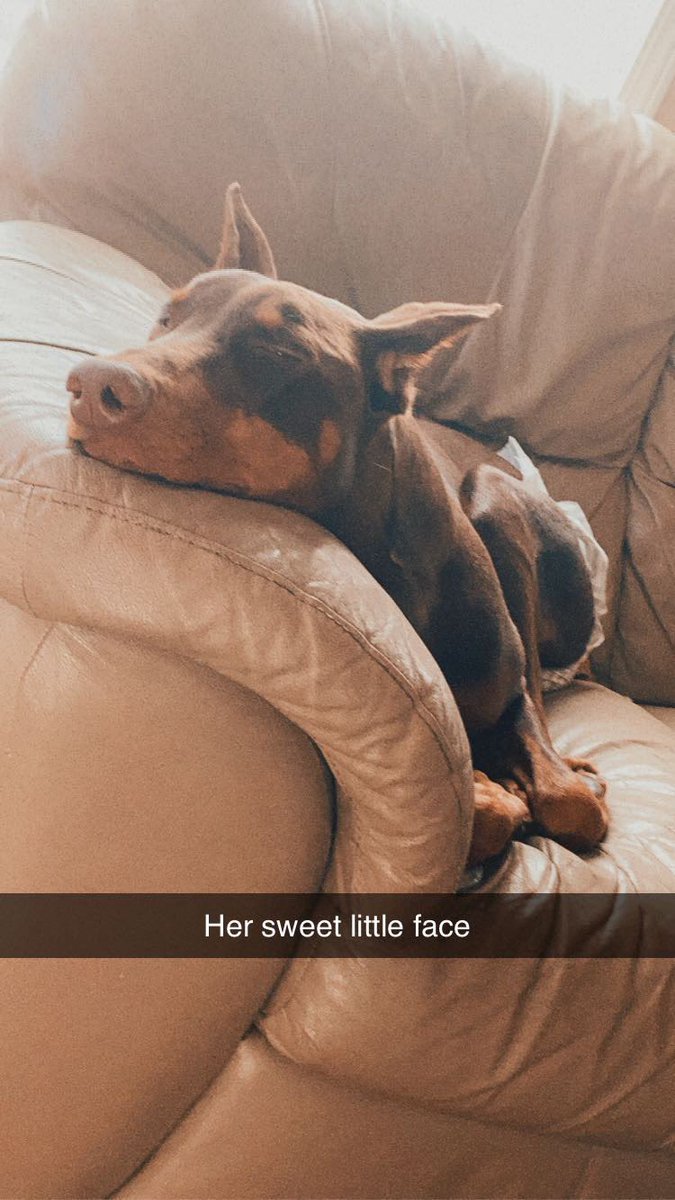 potato_two's tweet photo. I’m always going to want a doberman ❤️ https://t.co/oGs0EjgXiN