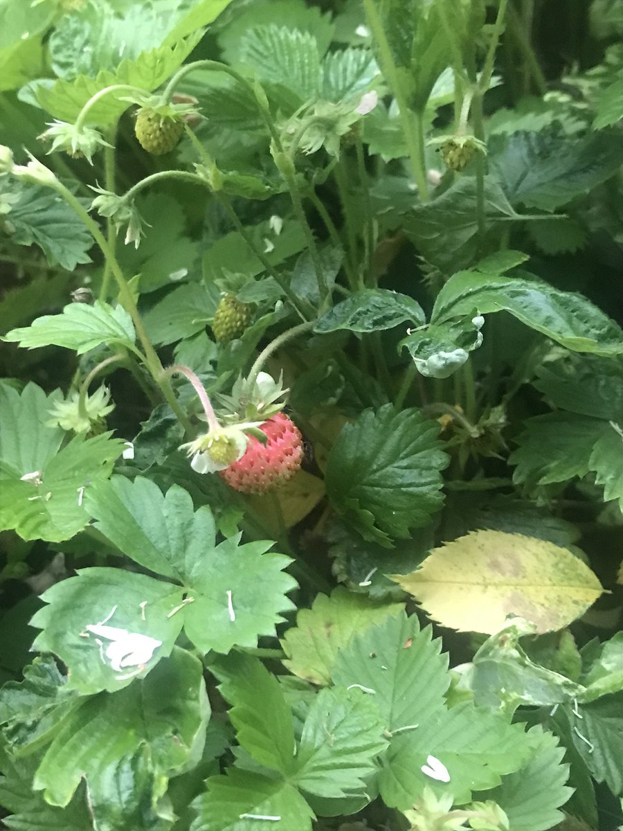 uncoolhelen's tweet photo. #30DaysWild 4: tiny wild strawberries (smaller than my little finger nail) #InMyGarden We’ve no idea where these came from but now they’re everywhere. We love them and so do the birds and insects 🍓 #365DaysWild @30DaysWild @365DaysWild @WiltsWildlife https://t.co/bZ5Jtt89Oi