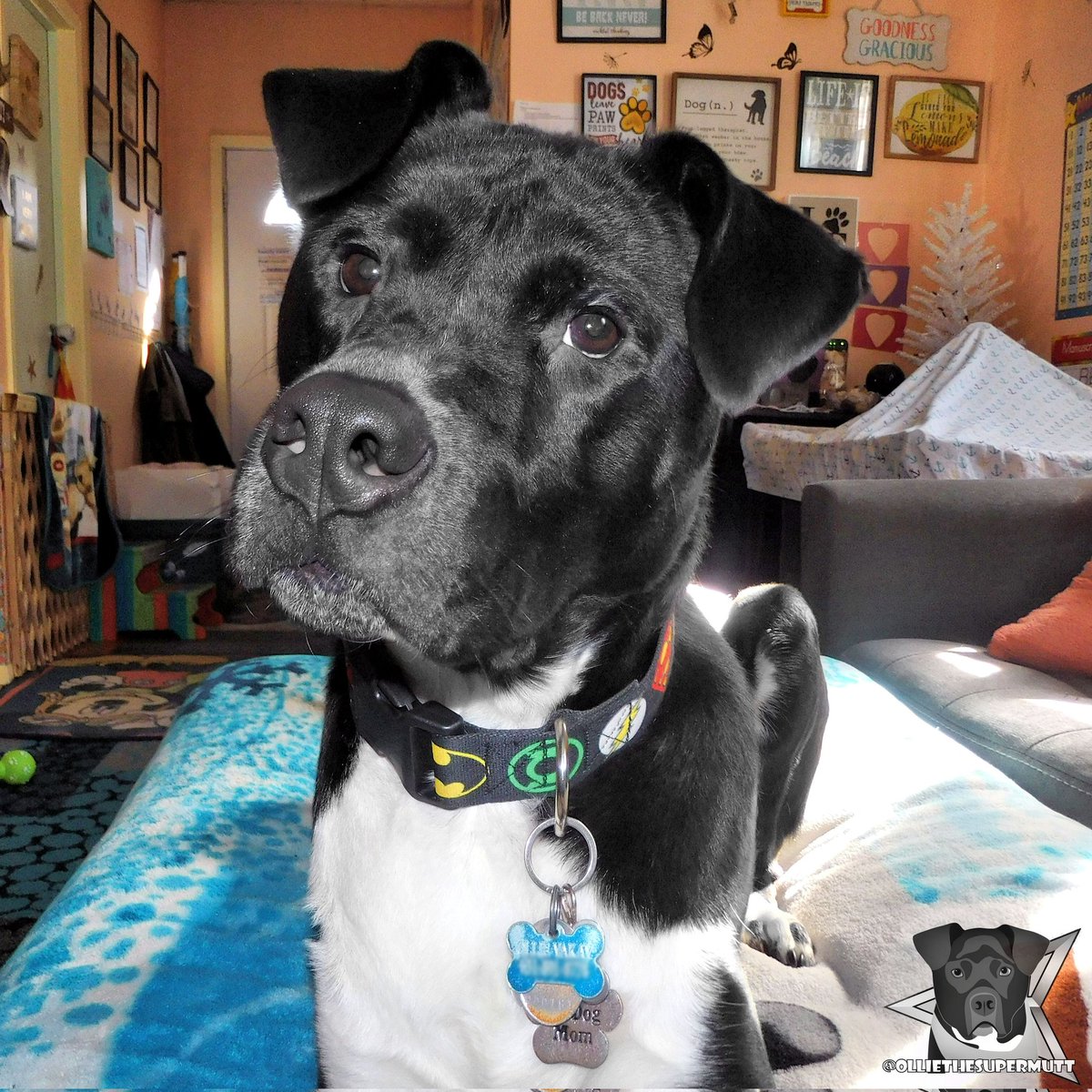 It's my Gotcha Day! Five years ago today, Mommy adopted me! Where'd the time go!? Can I get a Gotcha Day BOOP? 🐽❤️🐕
.
-🐶-
.
#dogsoftwitter #dogsofinstagram #Twitterdogs #gotchaday #SaturdayVibes #Saturday