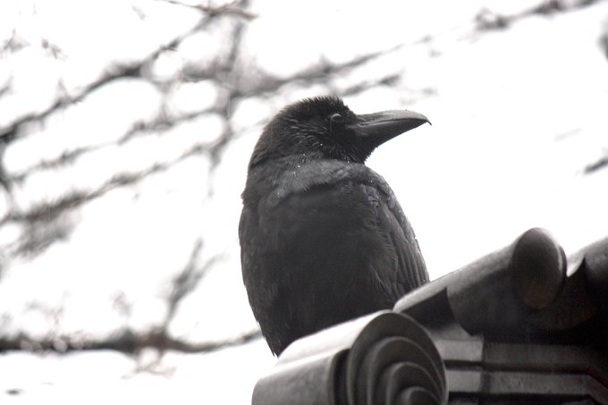 羽毛 高画質 のtwitterイラスト検索結果 古い順