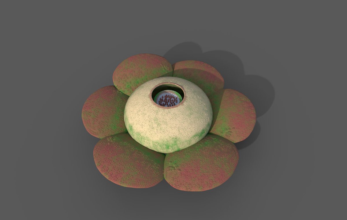 Kamakai_808's tweet photo. Heres some foliage im working on for @phenocore. irl its called a Corpse Flower because it smells like a dead body. Fun! #gamedev #indiedev #IndieGameDev #Substance3DPainter #Maya3D https://t.co/4EUYzyXB4J