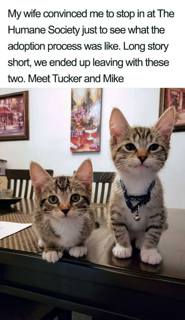 WholesomeMeme's tweet photo. https://t.co/Jgl0KHBdPn