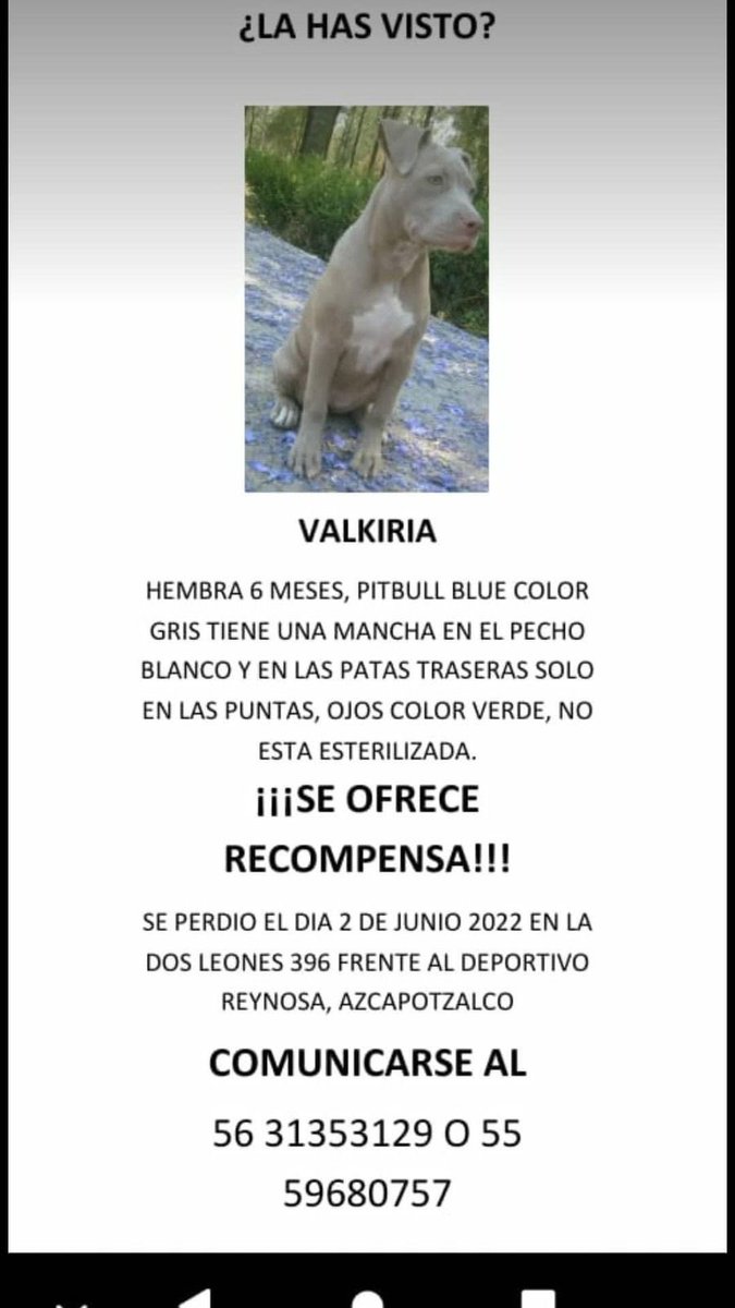 #Extraviada Valkiria, perra pitbull hembra, color gris claro (blue), mancha blanca en pecho y patas traseras, ojos claros. 2/jun/22, zona Deportivo Reynosa, Azcapotzalco, CDMX