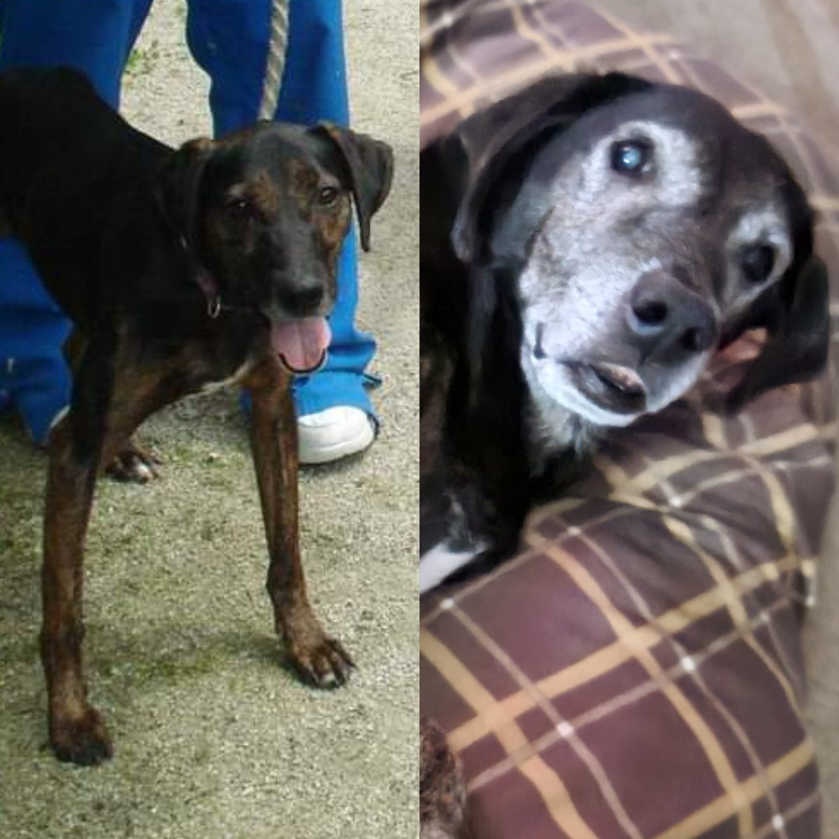 9 years ago, we met a sickly little dog who got along with Bowie after our Murphy died. So we filled out an application...
Here's Wrecks today, thriving and enjoying another lazy day.
#WrecksTheDog #wrecksthefighter #wrecksellent #plotthoundmix #graymuzzleclub #AdoptDontShop