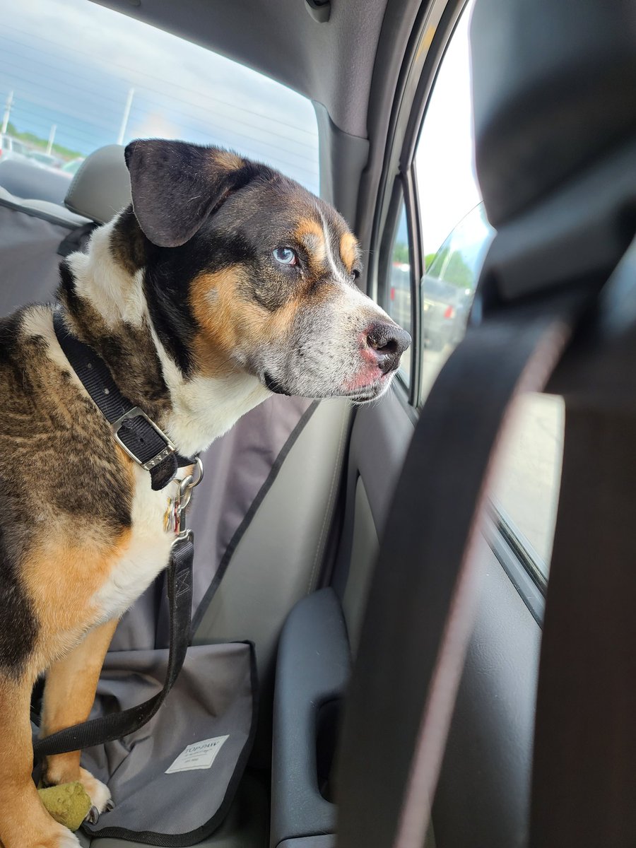 A very good Bowie while Daddy goes shopping.
#bowiethedog #BowieStuff #GoodBoy #pittiemix  #backseatdriver #myblueeyebrowneyeboy #heterochromia #MyLittleOldMan