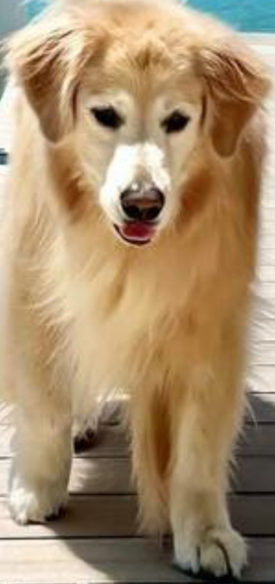 Venk Close-up tweet media