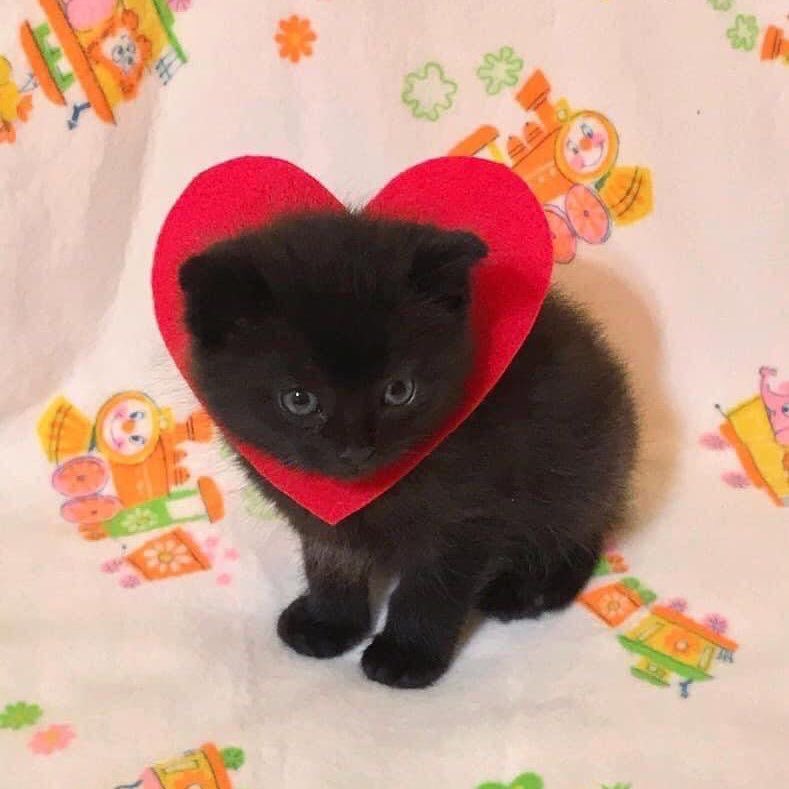 kapebeansies's tweet image. 