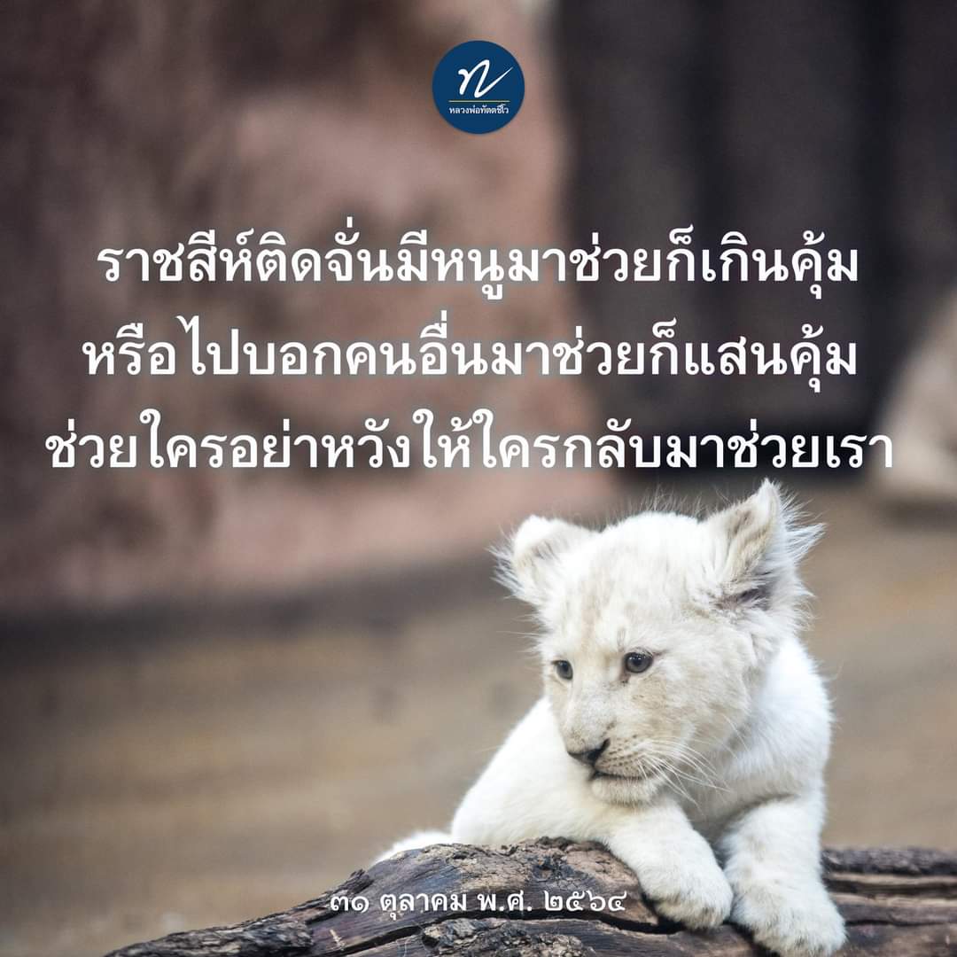 dattajeewo's tweet photo. ✍หลวงพ่อตอบปัญหา : "ลูกเคยช่วยเหลือเพื่อนตอนเขามีทุกข์ แต่พอลูกเดือดร้อน กลับไม่มีใครช่วยเหลือ เช่นนี้ลูกควรจะช่วยเหลือคนอื่นอยู่ไหมเจ้าคะ?" 🦁
.
อ่านธรรมะเพิ่มเติมได้ที่ เพจหลวงพ่อทัตตชีโว https://t.co/KzBMKP5cGA
.
#goodness 
#help 
#หลวงพ่อตอบปัญหา 
#หลวงพ่อทัตตชีโว https://t.co/Ix245a1eVW
