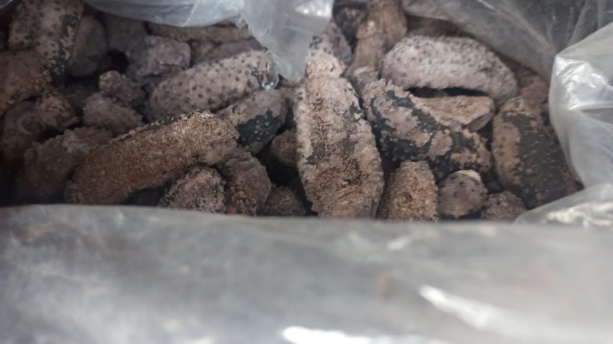 En #Querétaro y #CDMX, la #GuardiaNacional decomisó un cargamento de pepinos de mar y ejemplares de tortugas galápagos respectivamente. Dichas especies se encuentran catalogadas como sujetas a protección especial. Los hallazgos se llevaron a cabo en empresas de mensajería.