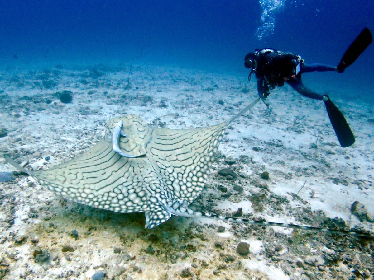 MatobaIsland's tweet photo. 7/2よりモルディブダイブサファリを再開いたします。
全精力を注ぎ続けた海で、
またガイドさせていただきます(幸せ)。　
過去写真ですが、
とても珍しいオルネイトイーグルレイと私。 https://t.co/yQrnsG1tmy