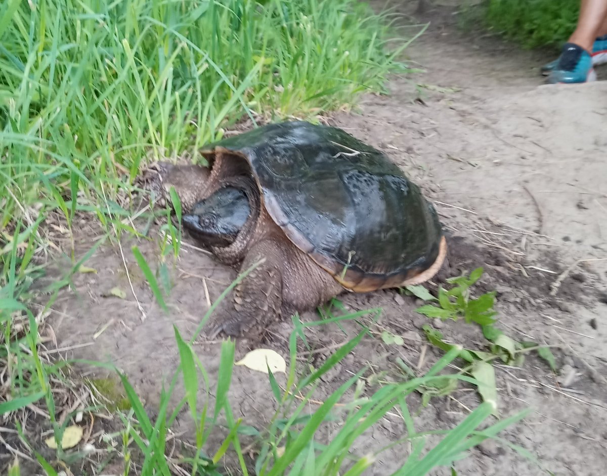 LadyTitanXC's tweet photo. You never know what you'll come across on a trail run.  Found this guy cruising the trails this morning at Walnut Creek!  #LTXC https://t.co/TY6JfuqP7A